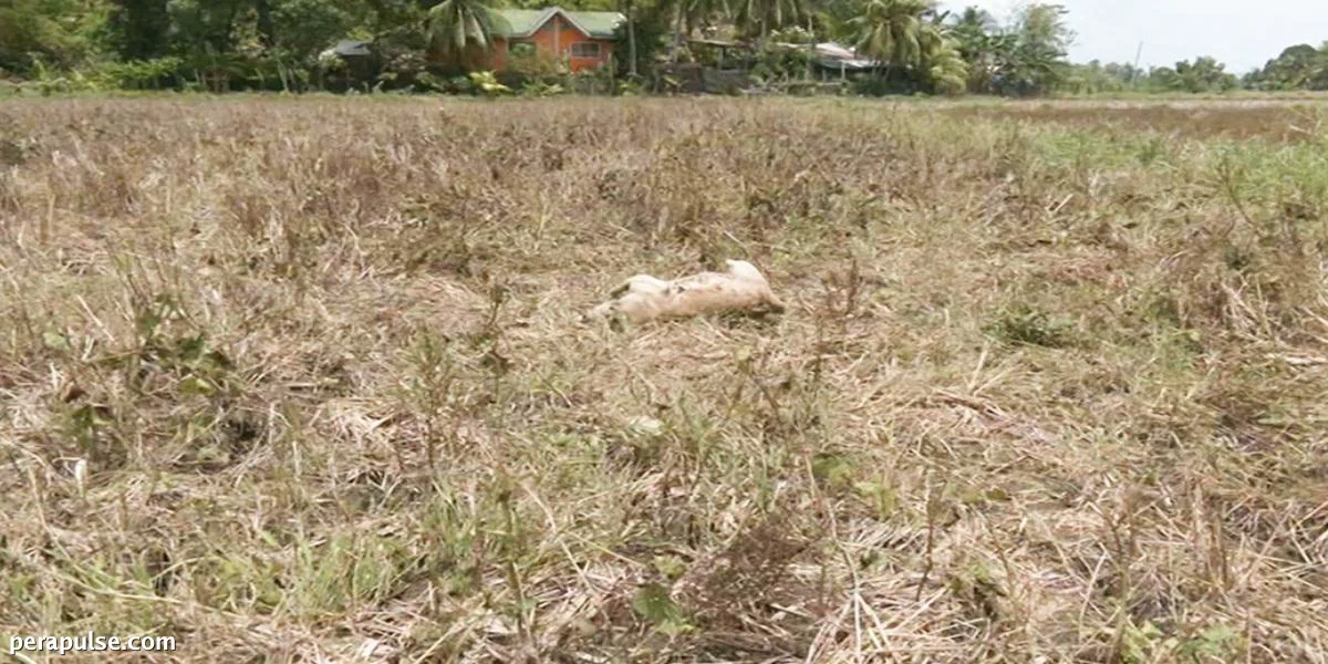 10-Buwang Gulang na Aso, Nabaril sa Dumangas, Iloilo sa Gitna ng Tumataas na Alalahanin sa Karahasan sa mga Hayop