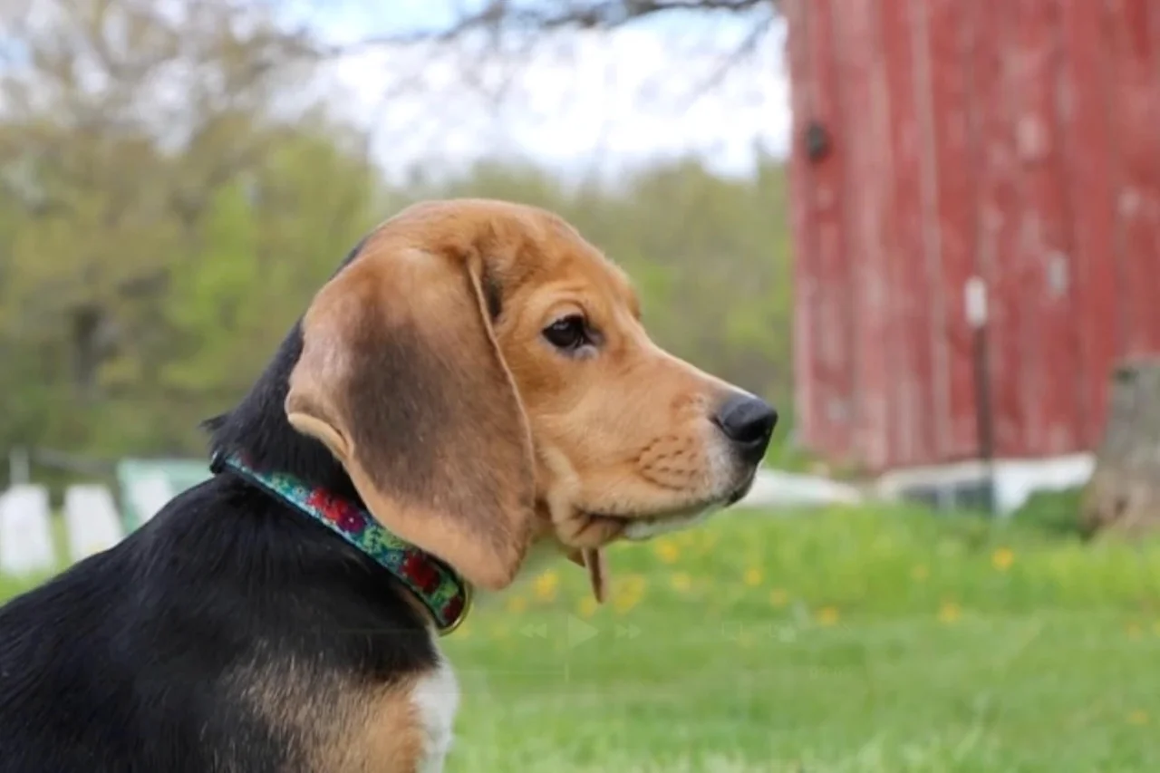 1,500 Beagles na Nailigtas Mula sa Pasilidad ng Pananaliksik ay Nagsisimula ng Bago at Magandang Buhay