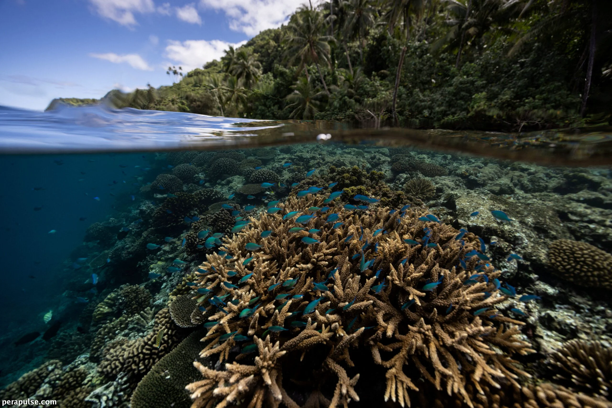 64,000 Square Miles of Coral Reef Identified as Climate Resilient