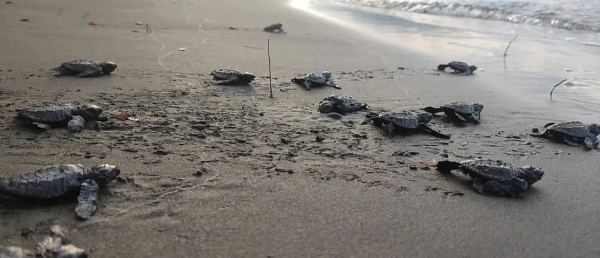 70 Olive Ridley Sea Turtle Hatchlings Released in Zamboanga del Sur