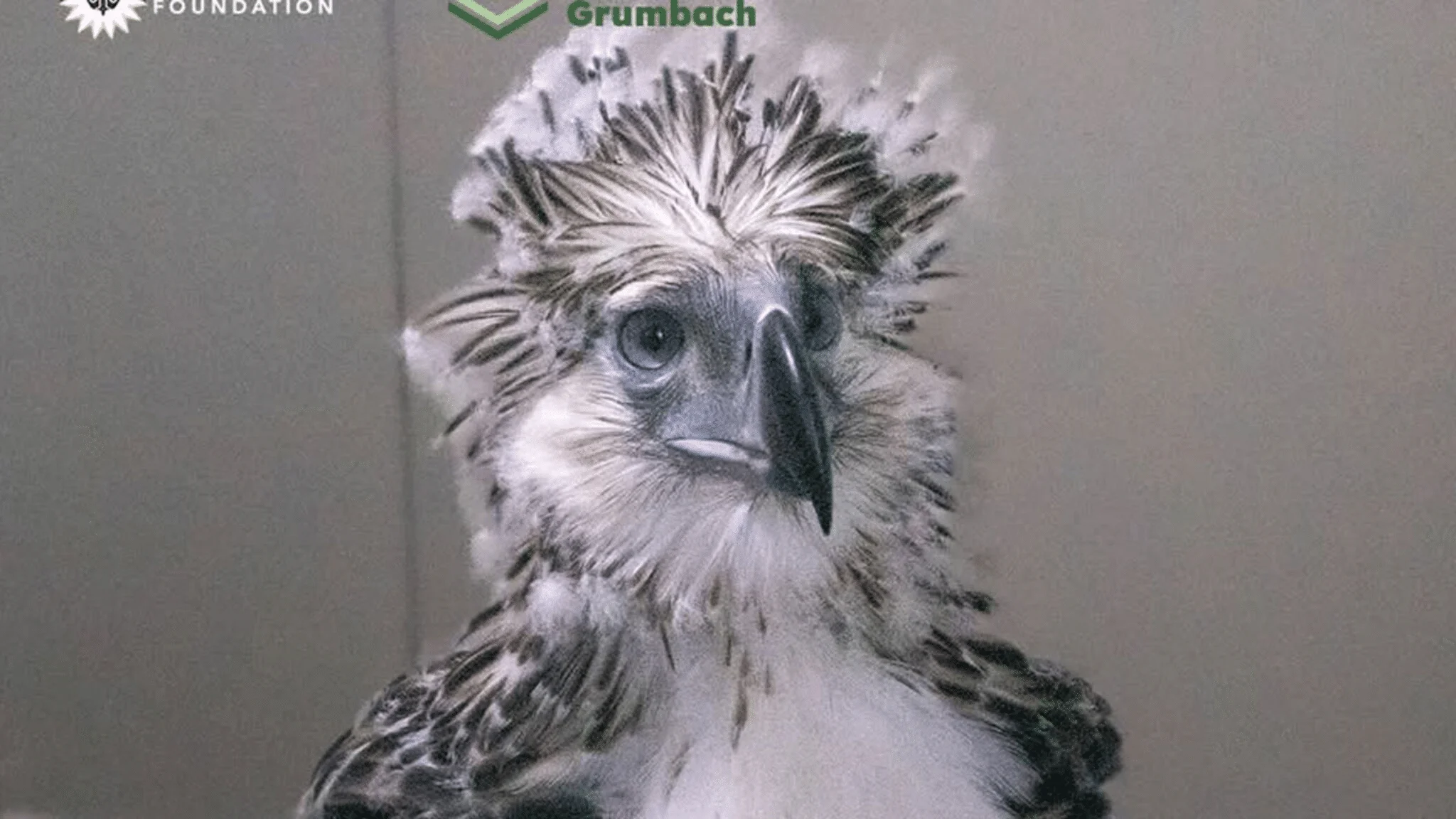 Mga Ahensya Nagkaisa upang Ibalik ang Populasyon ng Philippine Eagle sa Leyte