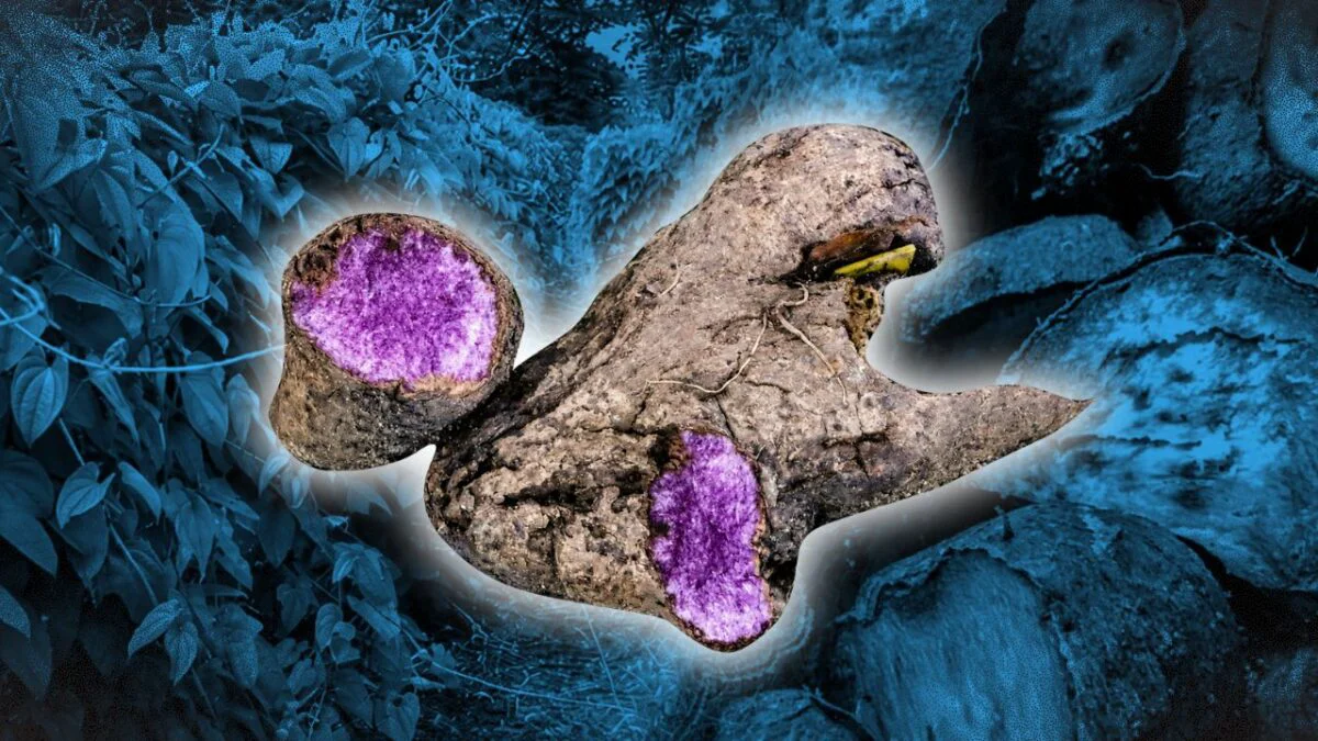America's Ube Craze: The Global Surge of Purple Yam Demand