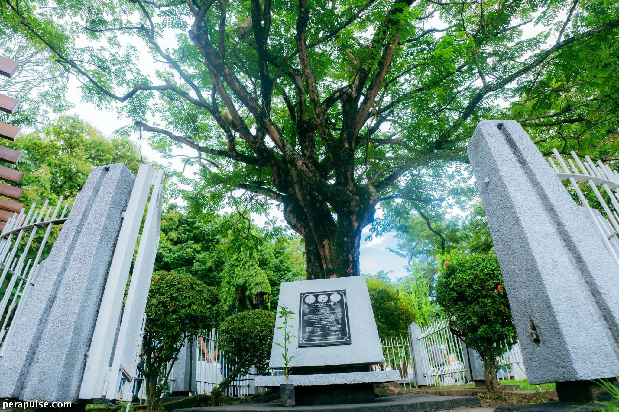 Bacolod Commemorates Quezon's Historic Tindalo Tree Amid Redevelopment Controversy