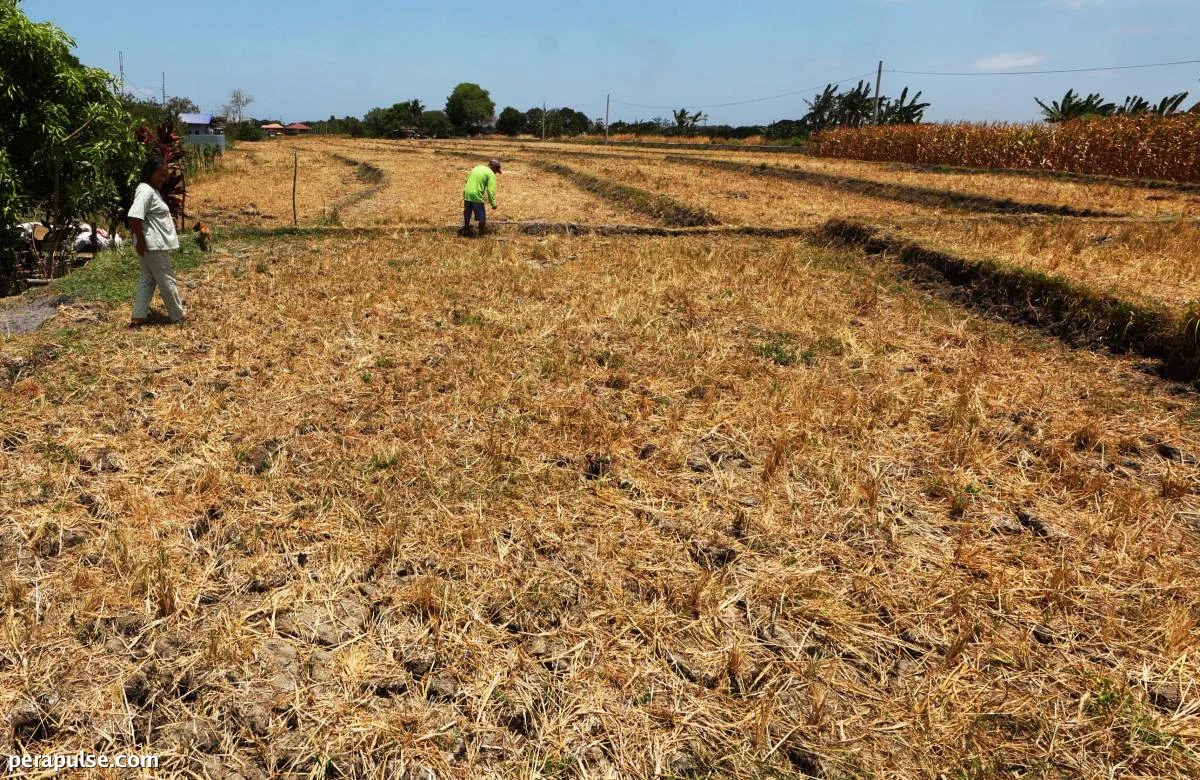‘Bad’ El Niño Emerges as Major Inflation Threat in the Philippines