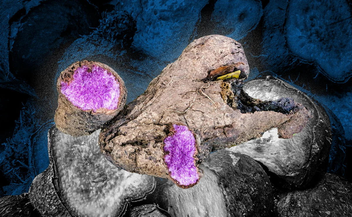 Breaking the Tuber Barrier: Clonal Propagation Boosts Ube Cultivation in the Philippines