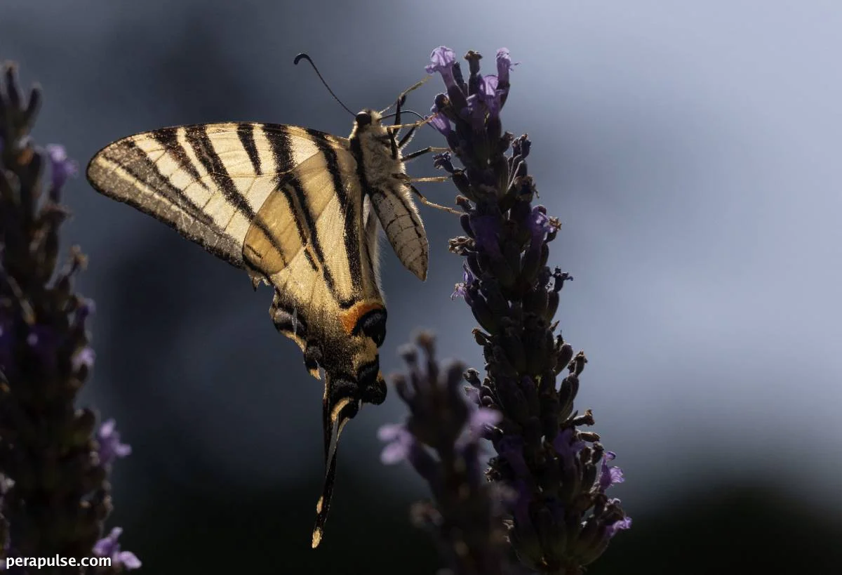 Butterflies Seek New Habitats Amid Climate Change, New Study Reveals