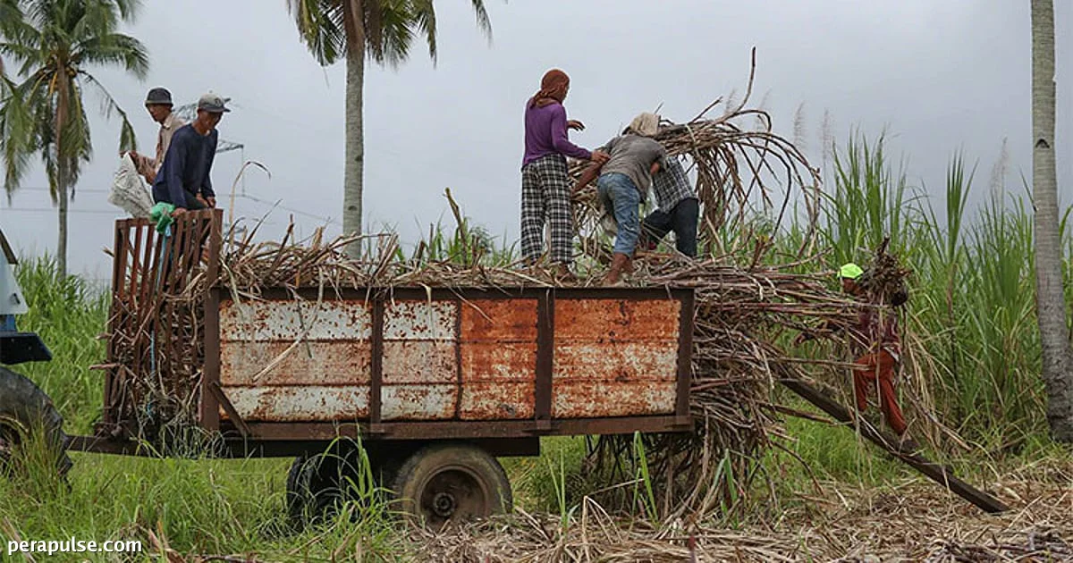 Cebu Agriculture Office Unveils P447M Budget Proposal for 2027