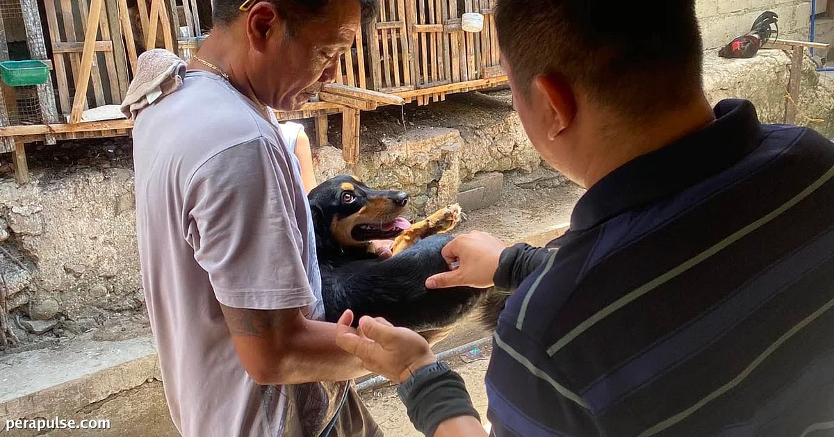 Cebu City Nahaharap sa Kakulangan ng Anti-Rabies Vaccine sa Gitna ng Tumataas na Demand