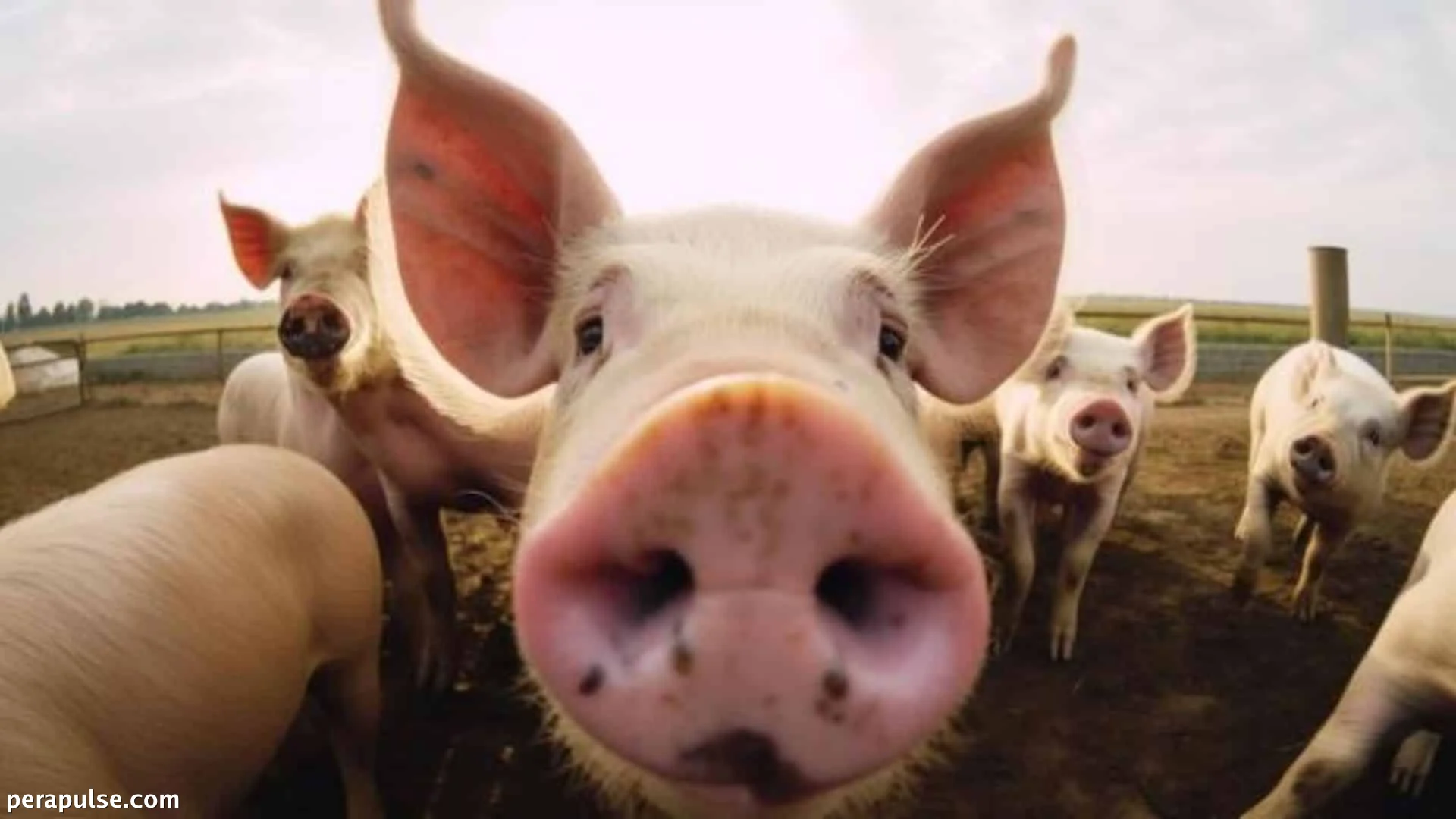 Ipinatupad ng Cebu City ang ASF Clearances para sa mga Shipment ng Baboy at Karne