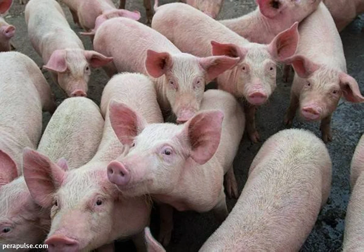 Pinalakas ng Cebu City ang mga Hakbang Laban sa African Swine Fever