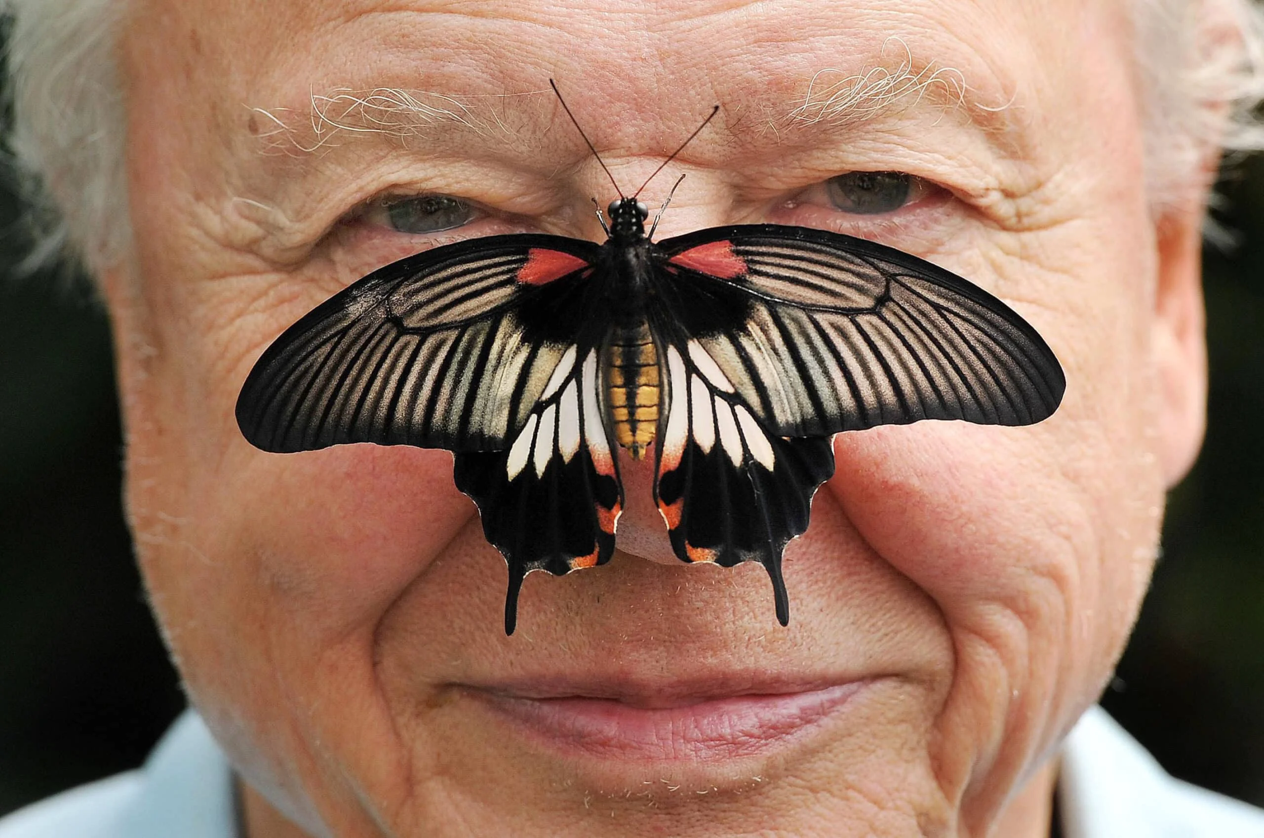 David Attenborough Nagdiriwang ng Ika-100 Kaarawan sa Gitna ng Pandaigdigang Pagdiriwang