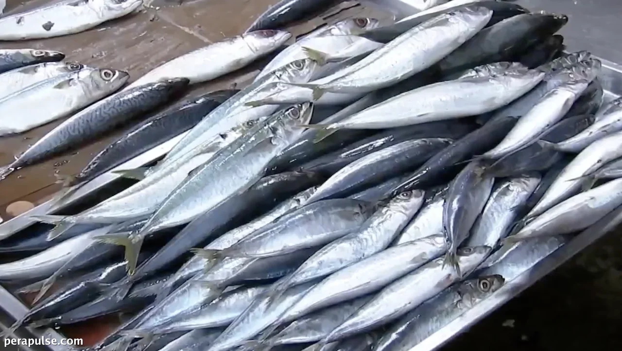 El Niño Threatens Small Pelagic Fish Catch, Warns Fisherfolk Group