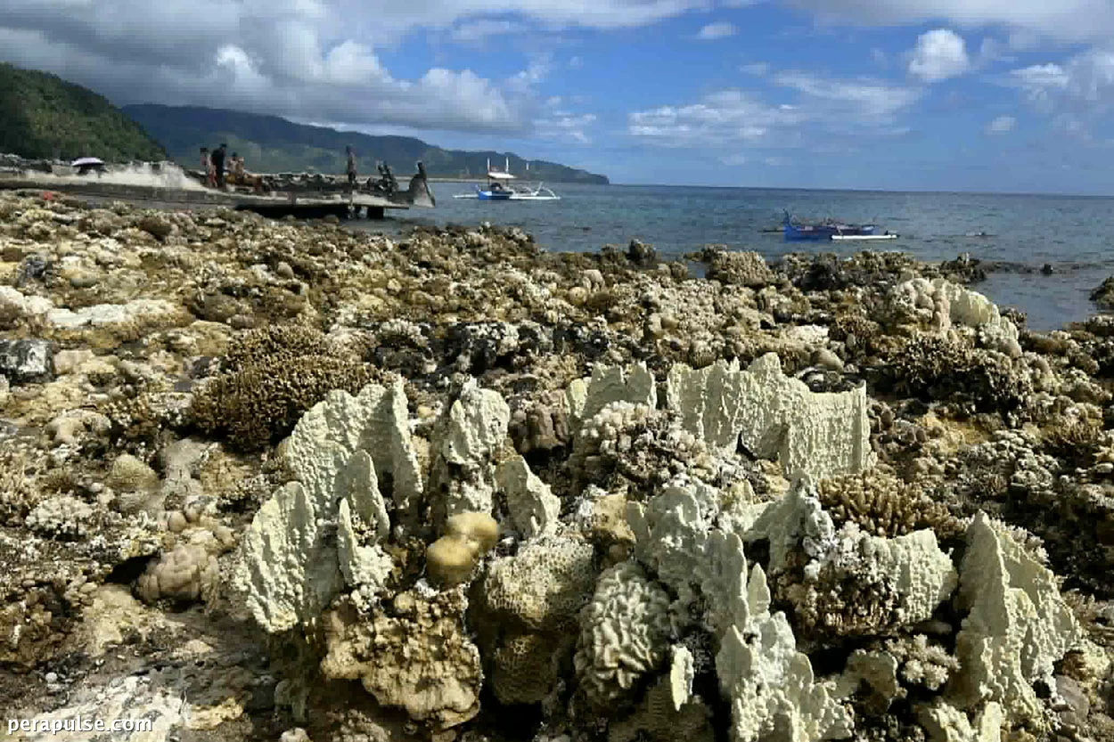 EXPLAINER: What happens when coral reefs disappear?