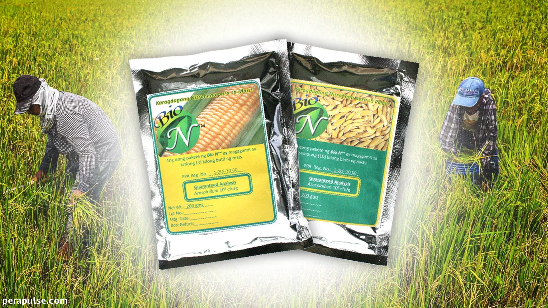 Filipino Scientists Face Challenges in Scaling Biofertilizer Production
