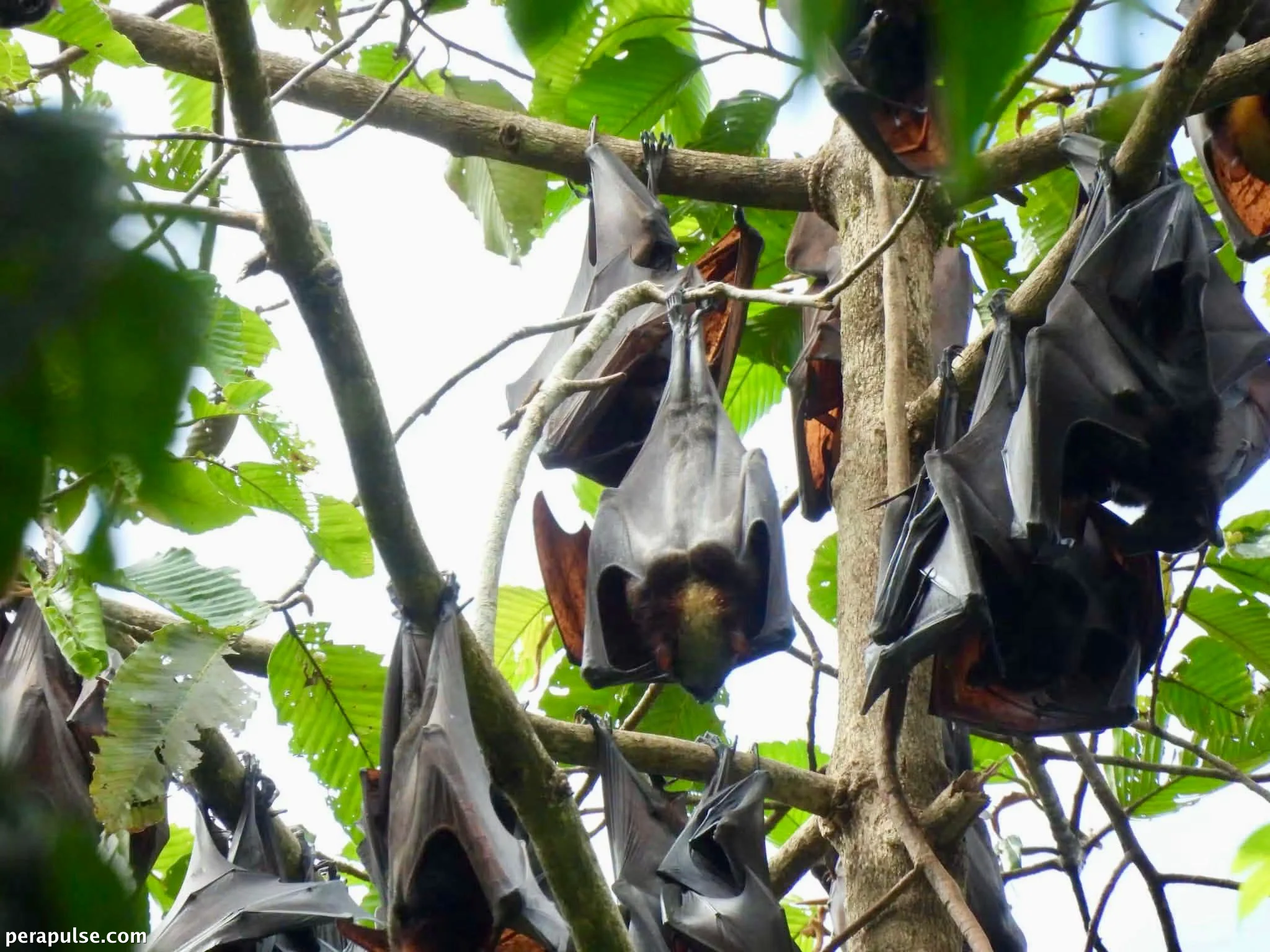 Natagpuang Golden-Crowned Flying Fox sa Pagsubok sa Wildlife ng Apayao