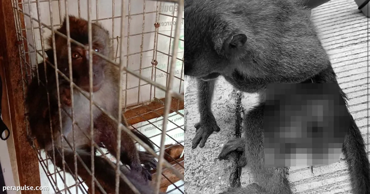 Nasugatang ligaw na Macaque na-rescue sa Badian