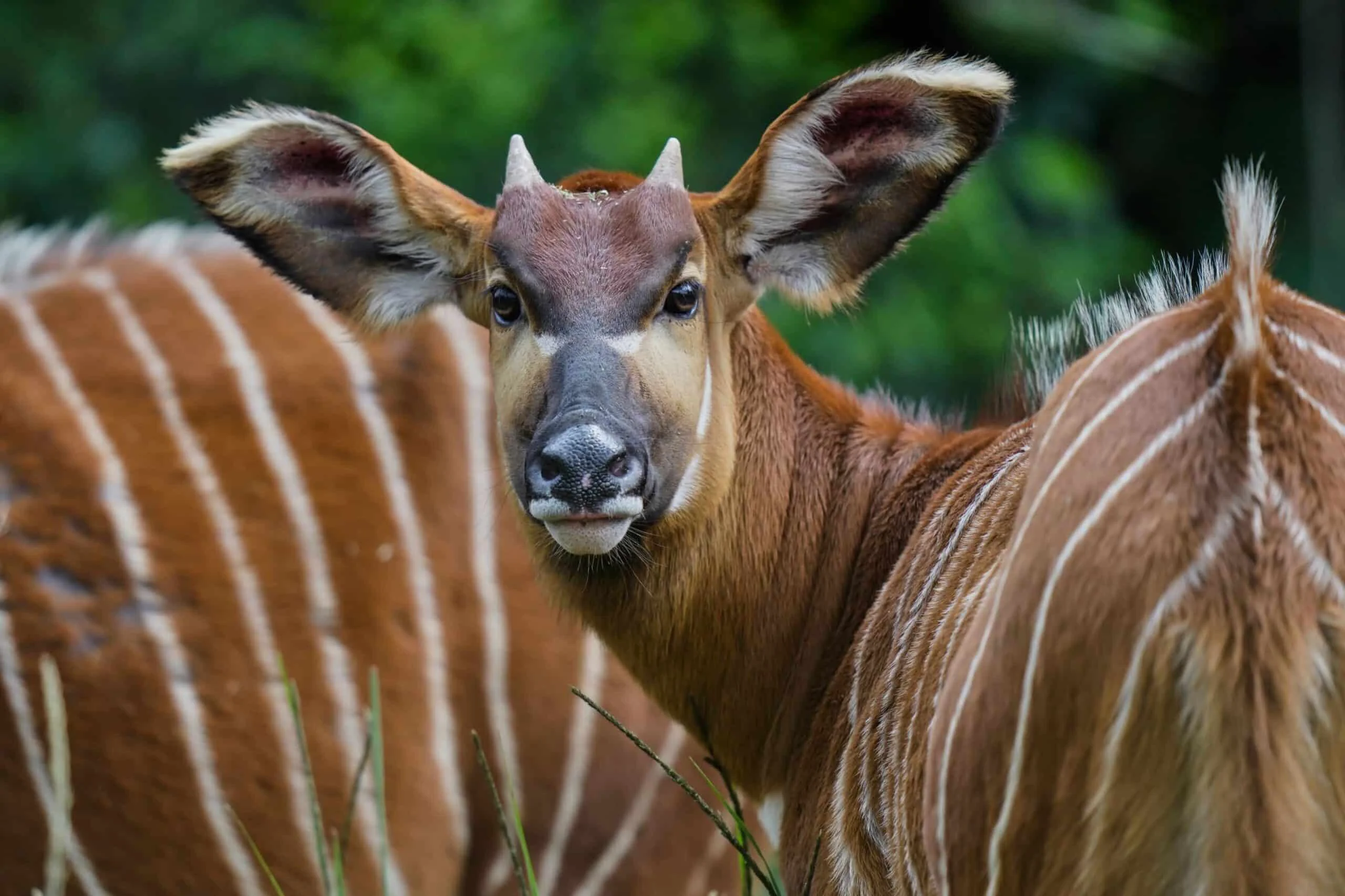 Bumabalik ang Bihirang Mountain Bongo ng Kenya, ang 'Multo ng Gubat'