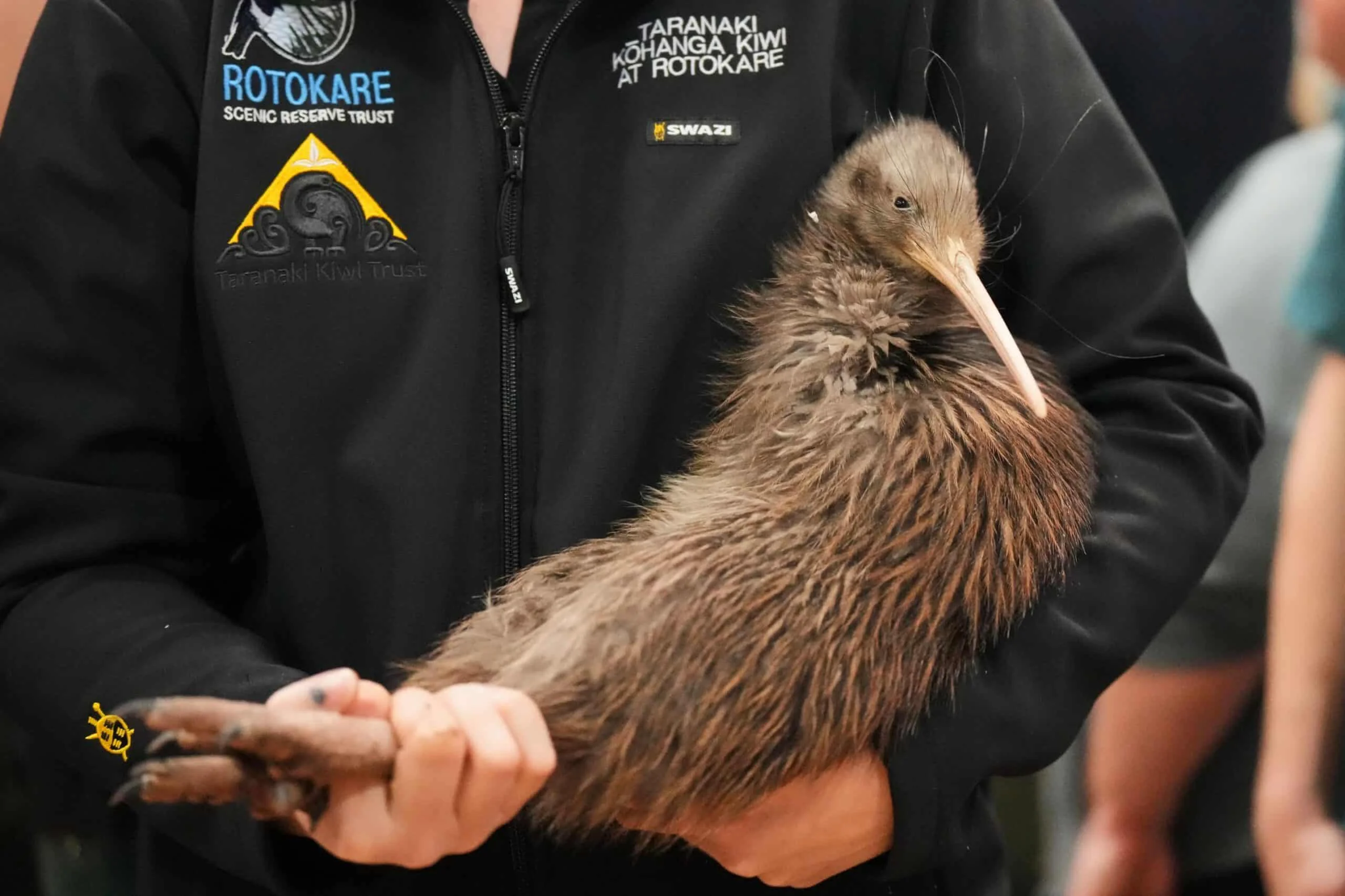 Makasaysayang Pagbabalik ng Kiwi Birds sa Wellington Matapos ang 100 Taon