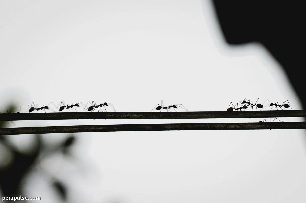 Michelin-Starred Chef in South Korea Faces Jail for Serving Ant Sorbet