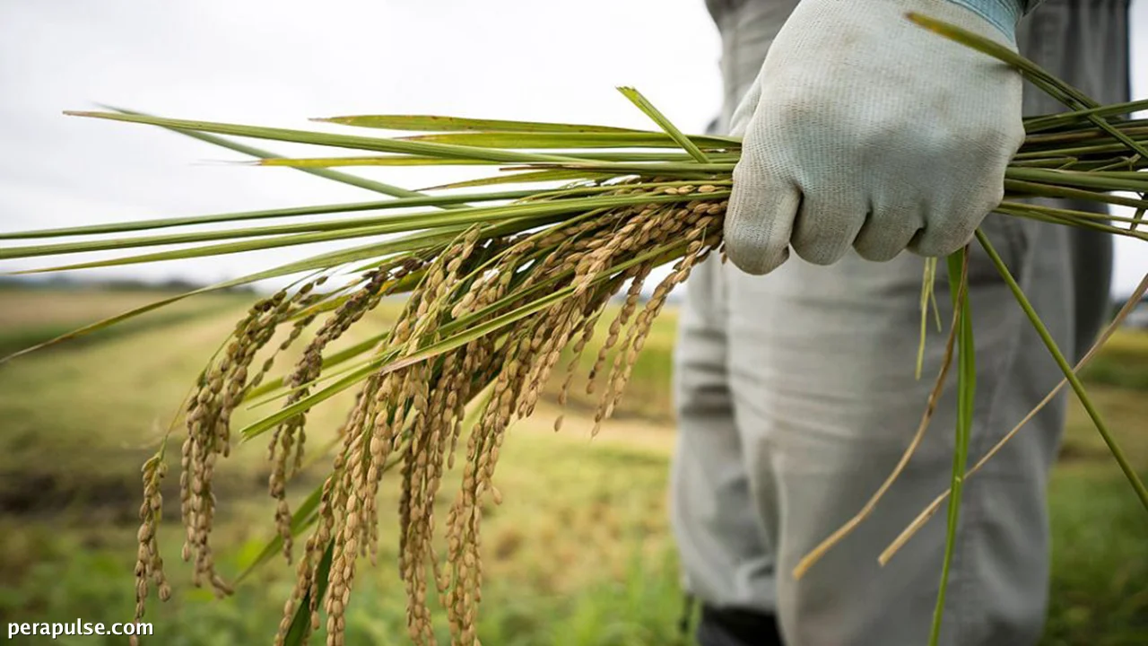 Monsoon Rainfall Expected to Mitigate Rice Production Decline