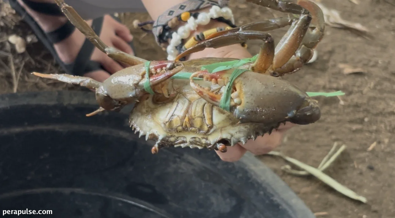 Negros Occidental Crab Farming Thrives with Innovative All-Weather Technology