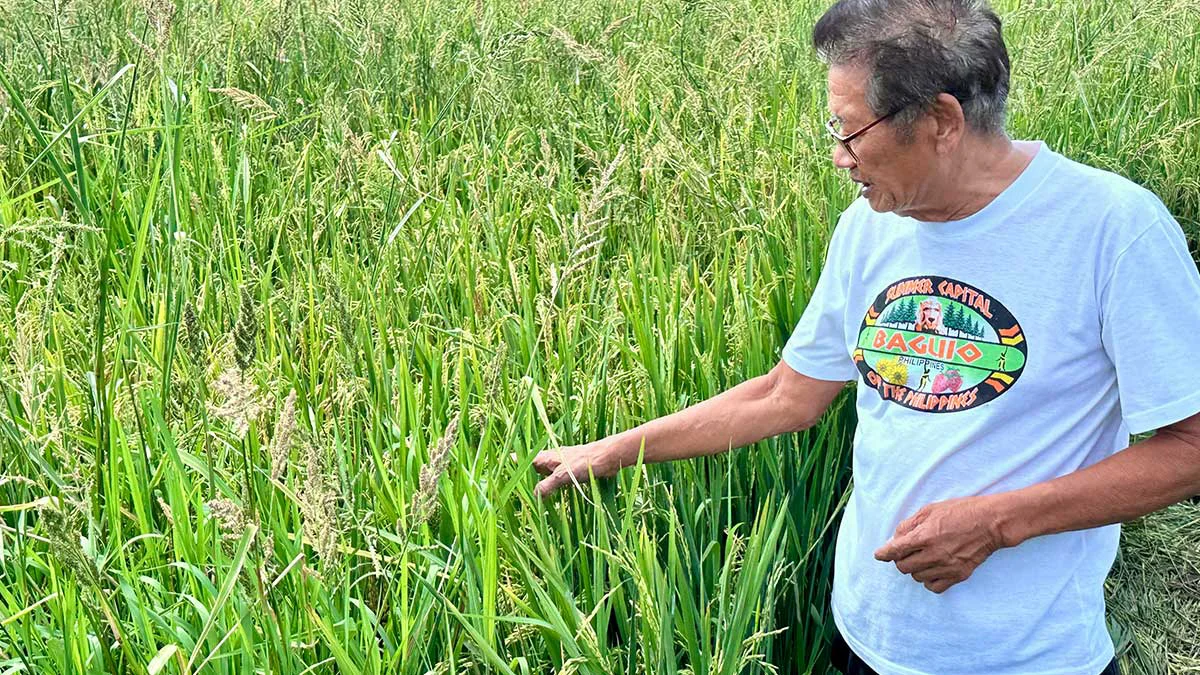 Old Canals Provide Lifeline for Farmers in Bulacan During Dry Spell