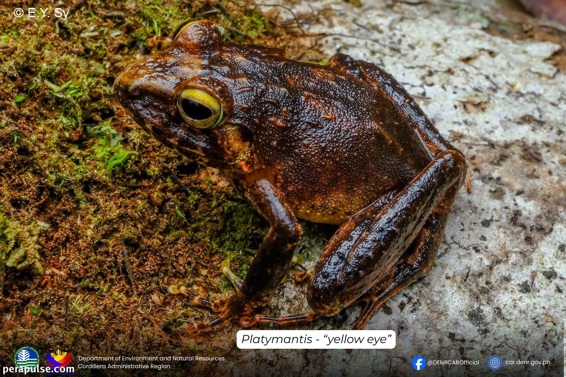 Isang Linggo sa Gubat ng Apayao ay Nakatuklas ng 15 Espesye ng Reptilya at Amphibian