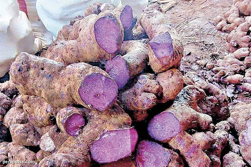 P300 Milyong Pondo na Iminungkahi upang Palakasin ang Produksyon ng Ube sa Pilipinas