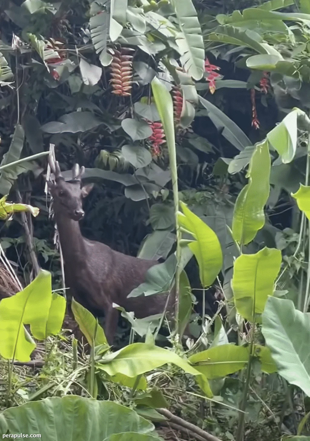 Ang Pagkakita sa Philippine Brown Deer ay Nagbigay-diin sa mga Panawagan para sa Konserbasyon sa Bohol