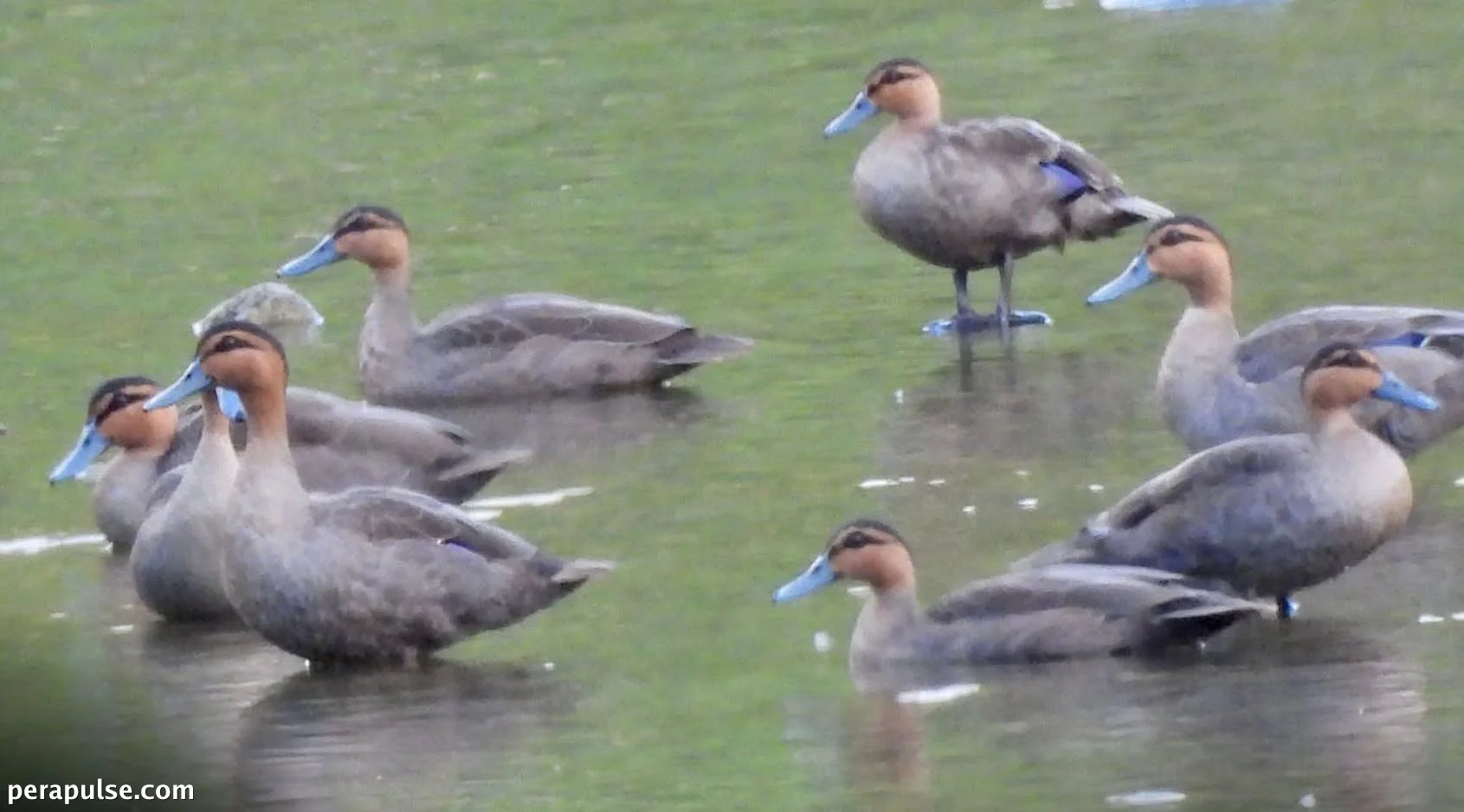 Philippine Ducks Thrive in Apayao, Revealing Biodiversity Riches