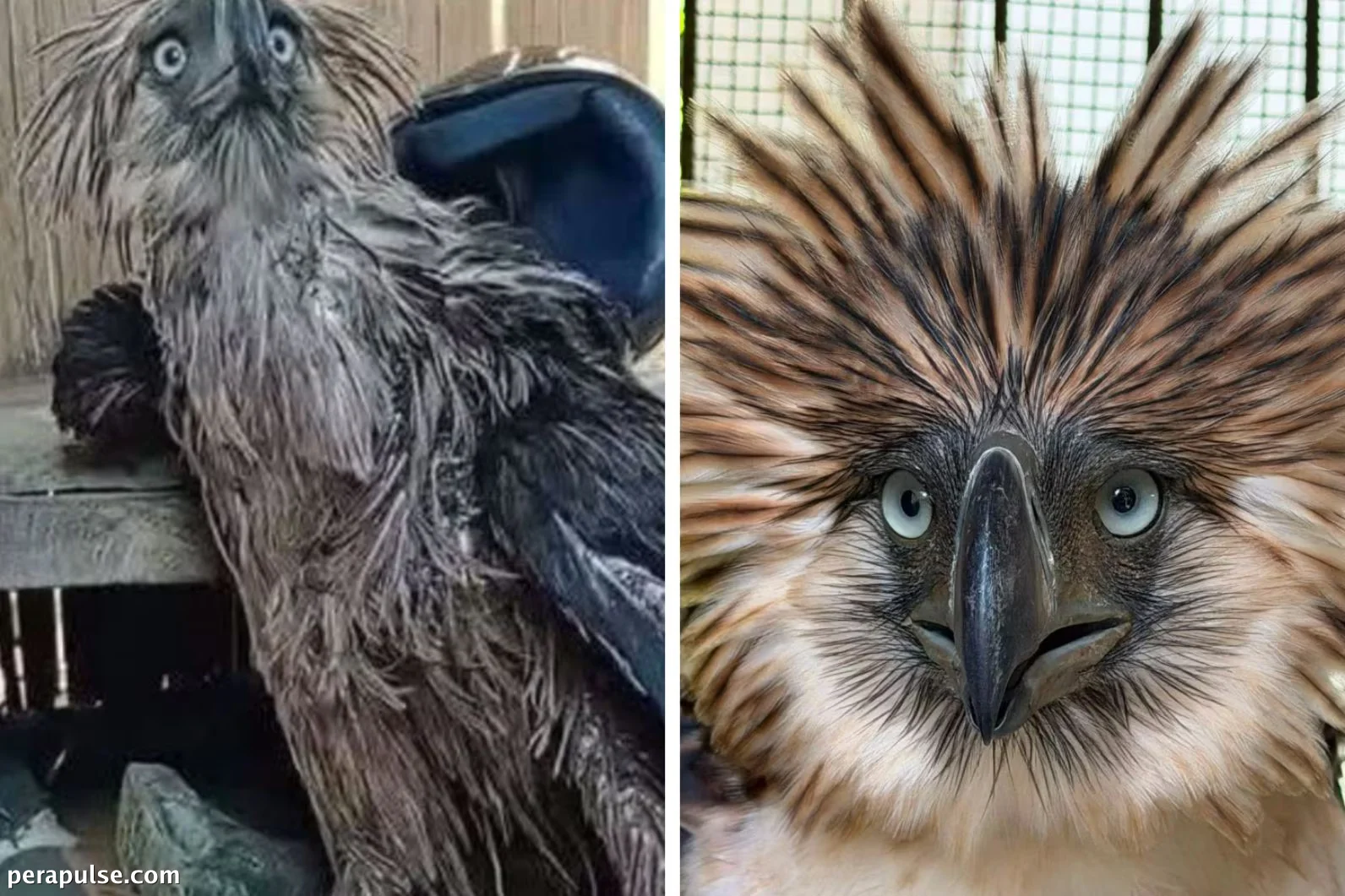 Philippine Eagle Rescued in Bukidnon Dies During Rehabilitation
