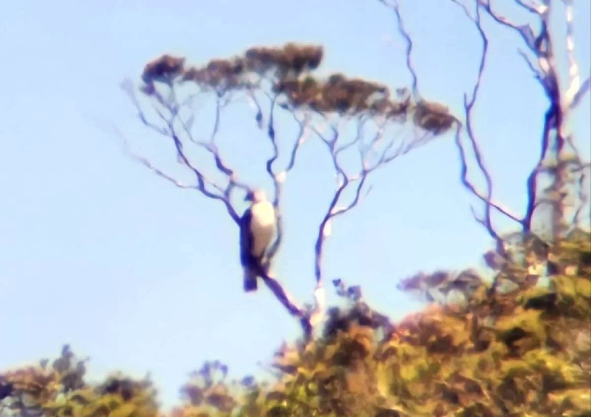 Nakita ang Philippine Eagle sa mga Gubat ng Isabela, Palatandaan ng Malusog na Ekosistema