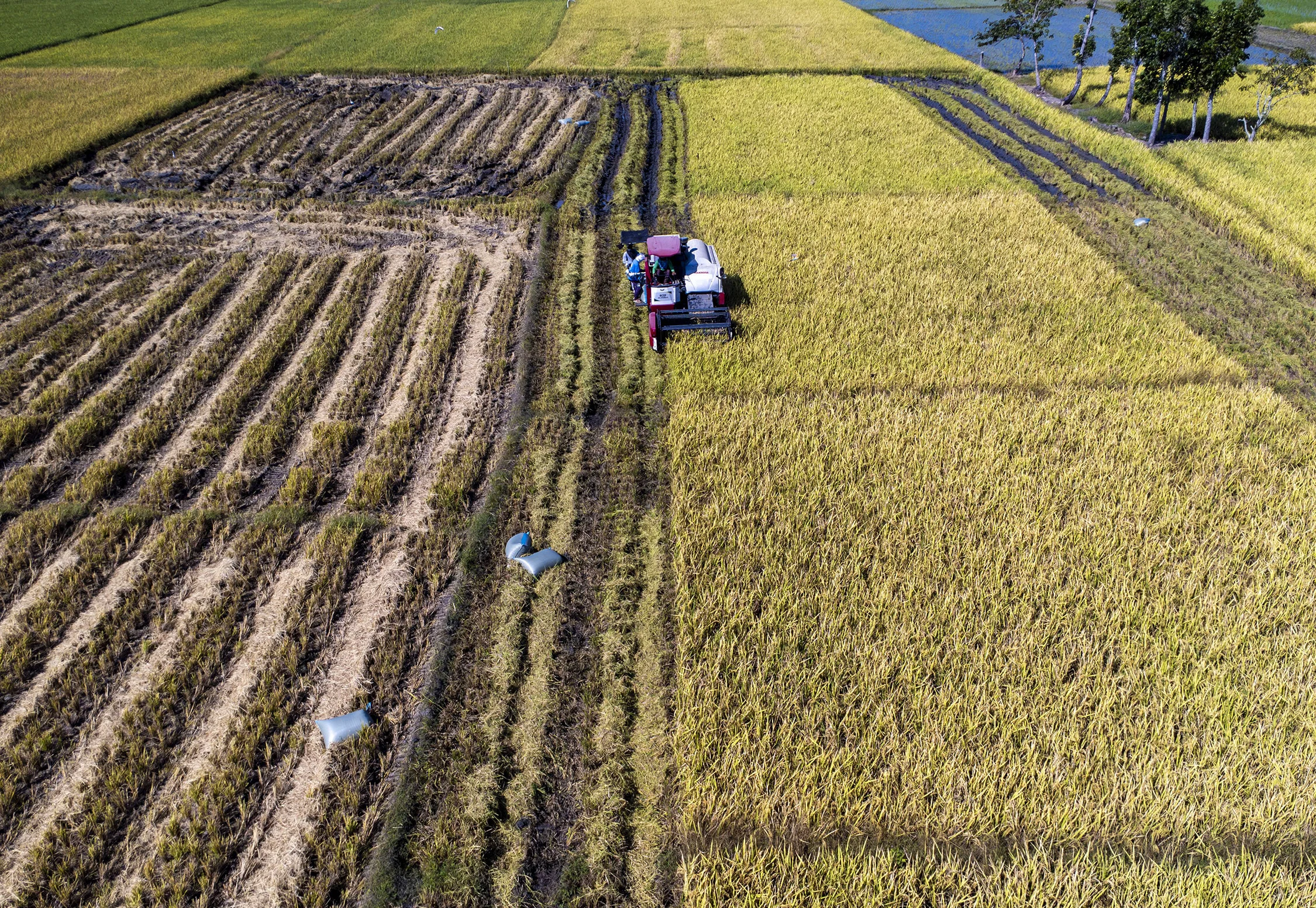 Philippine Farm Output Declines 0.3% in Q1 2026, Driven by Crop and Fisheries Drops