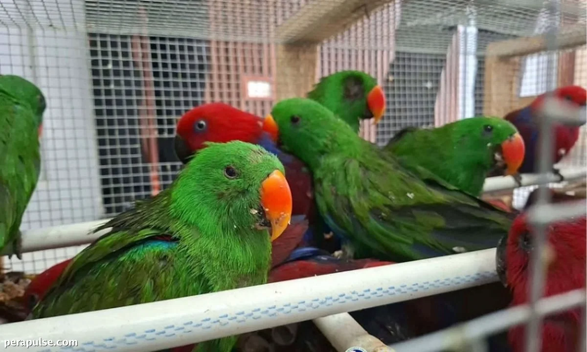 Police Seize 31 Exotic Birds Worth ₱1.38 Million in Davao City