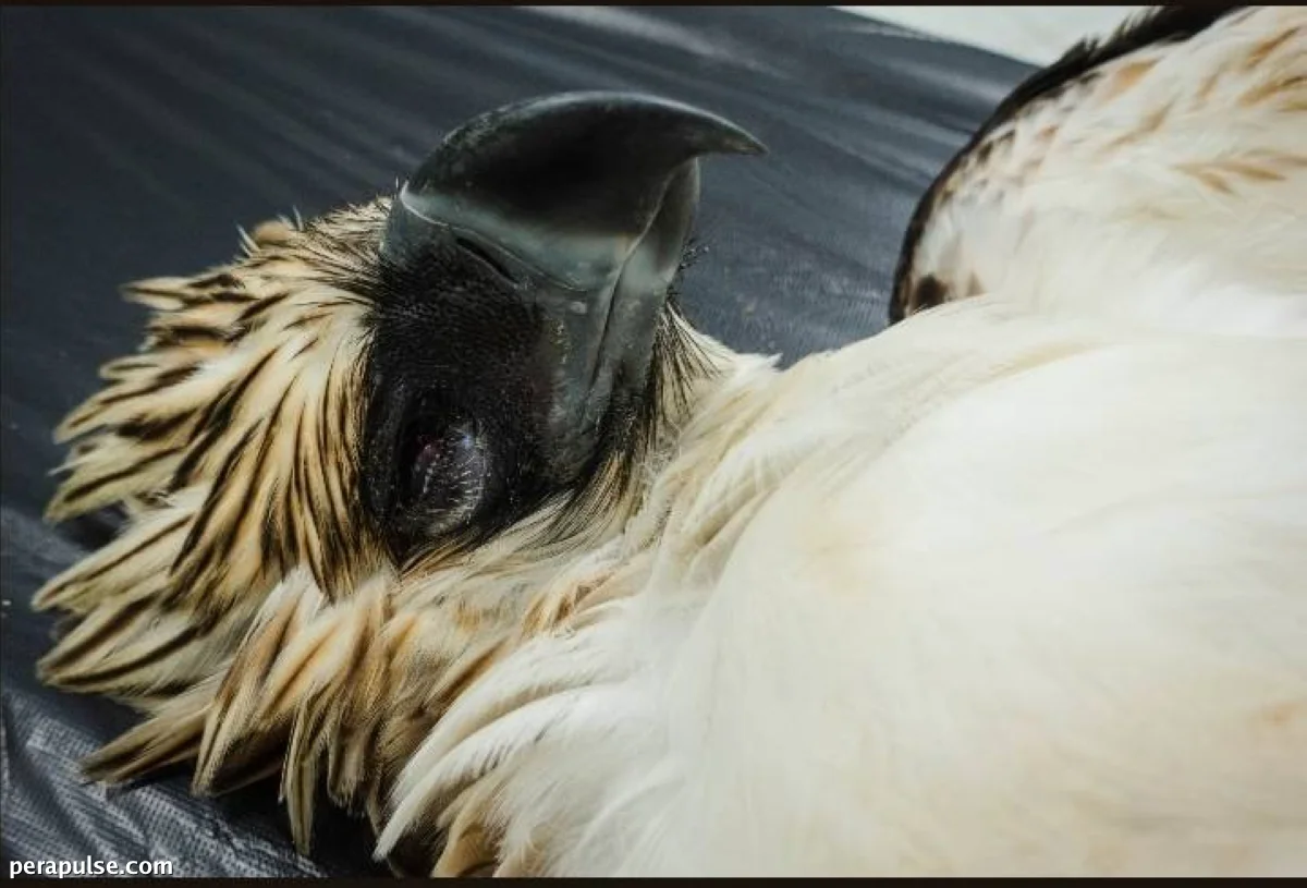 Mga Linya ng Kuryente, Ipin blamed sa Kamatayan ng 2 Philippine Eagles sa Misamis Oriental, North Cotabato