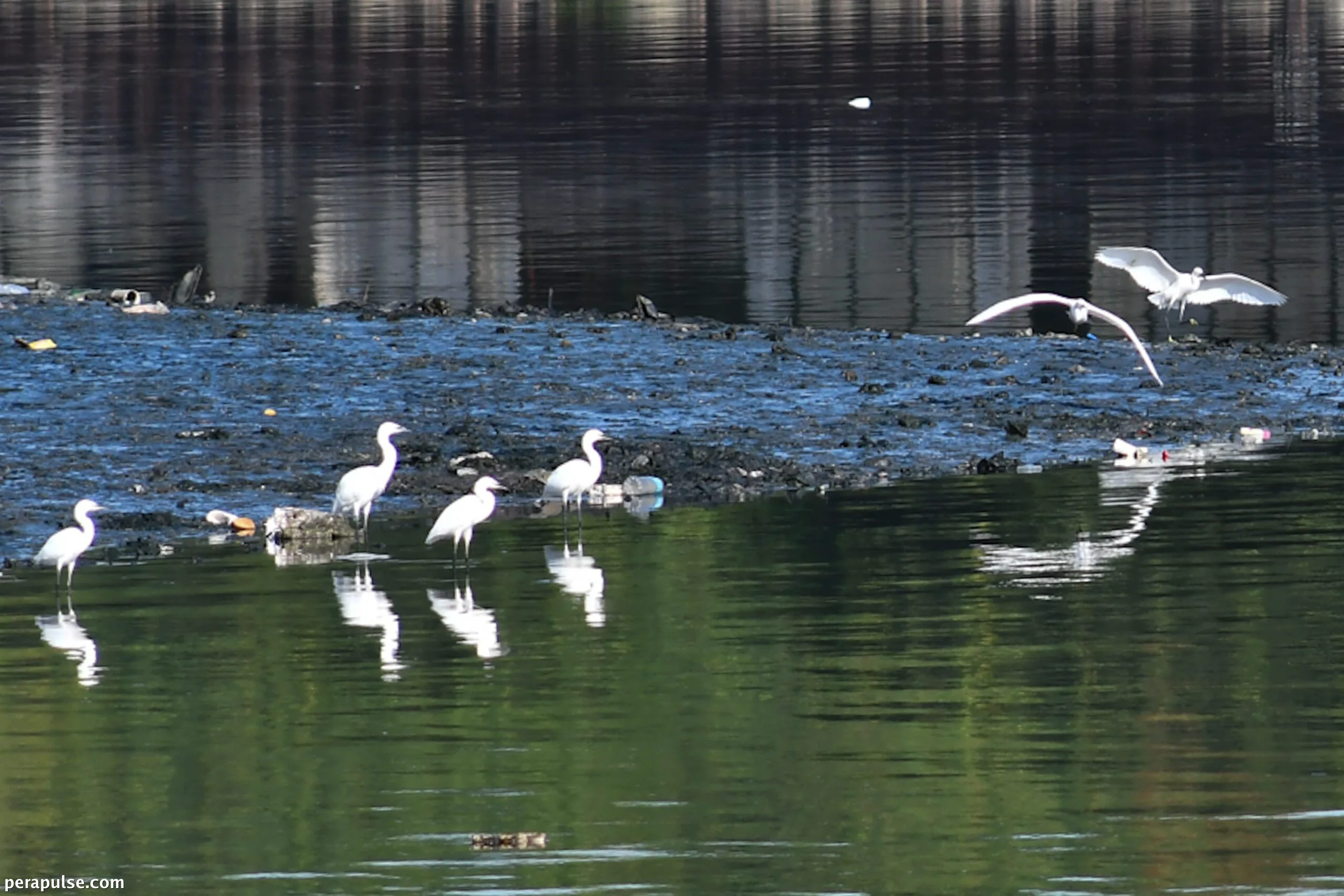 Proposal to Relocate Las Piñas Wetland Sparks Controversy Over Bird Strikes