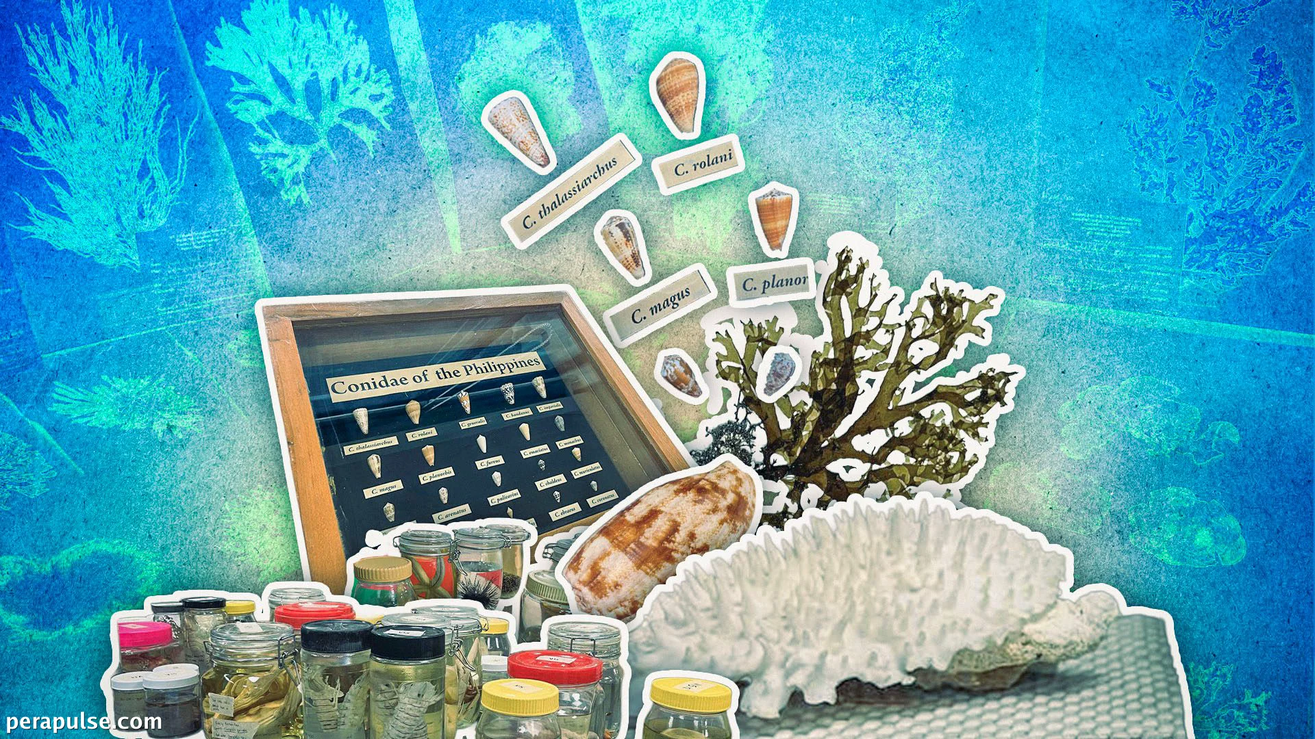 Nakuha ng Research Museum ang Biodiversity ng Dagat sa Pilipinas