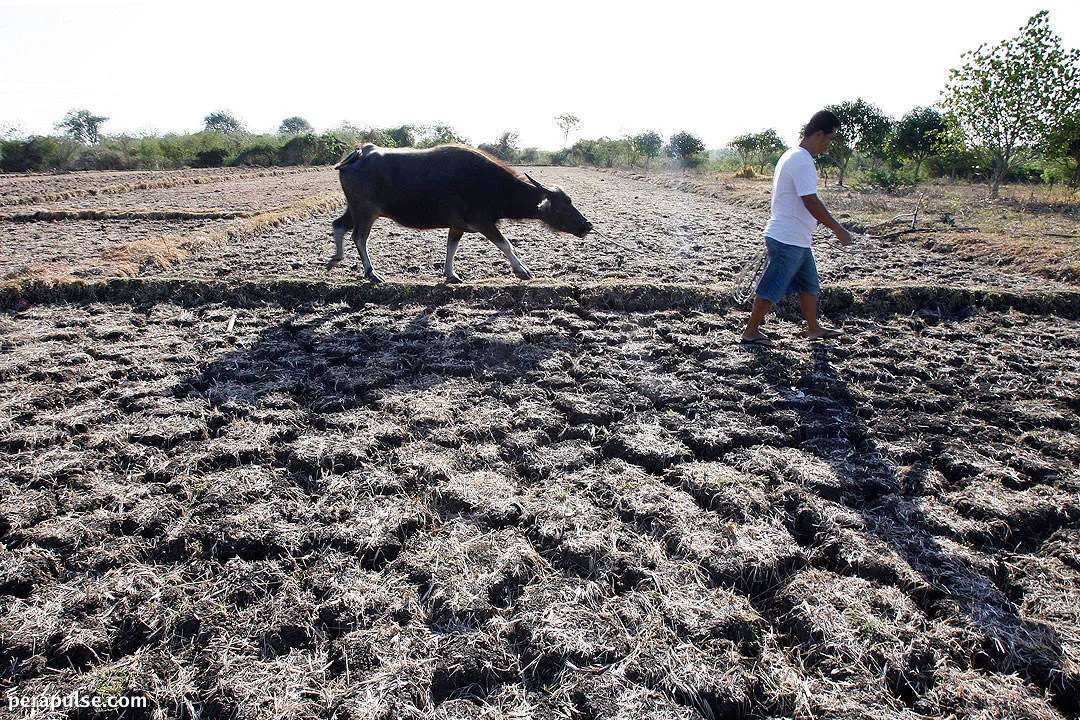 Speaker Supports Agricultural Insurance Measure to Aid Farmers