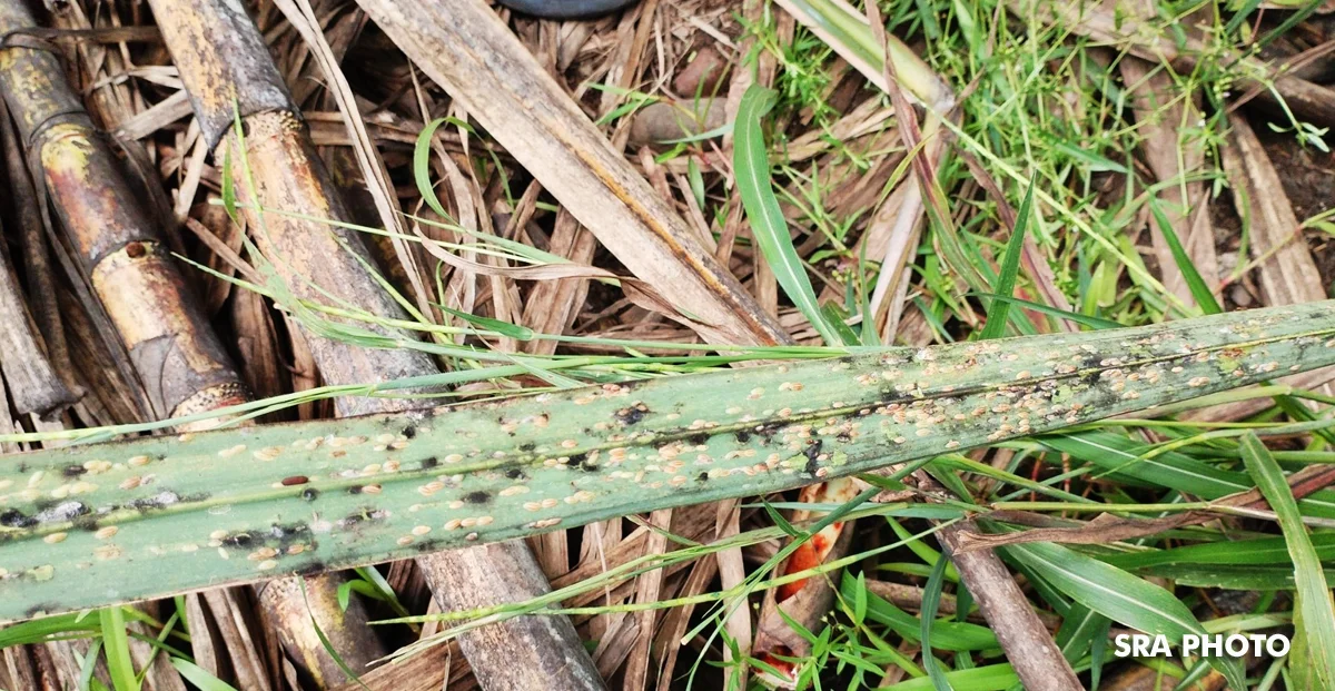 SRA Issues Warning on RSSI Infestation in Visayas Sugarcane Fields