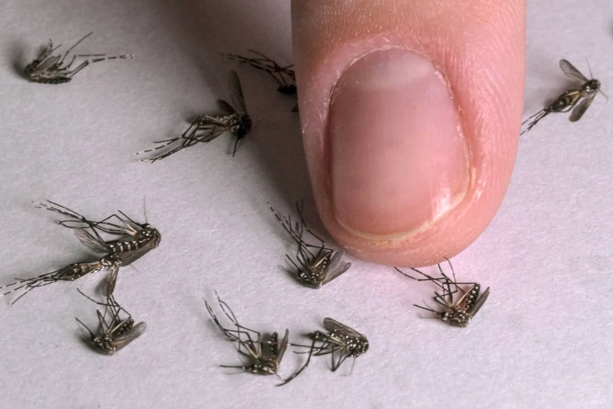 The Case for Mosquito Eradication: Could We Eliminate These Deadly Pests?