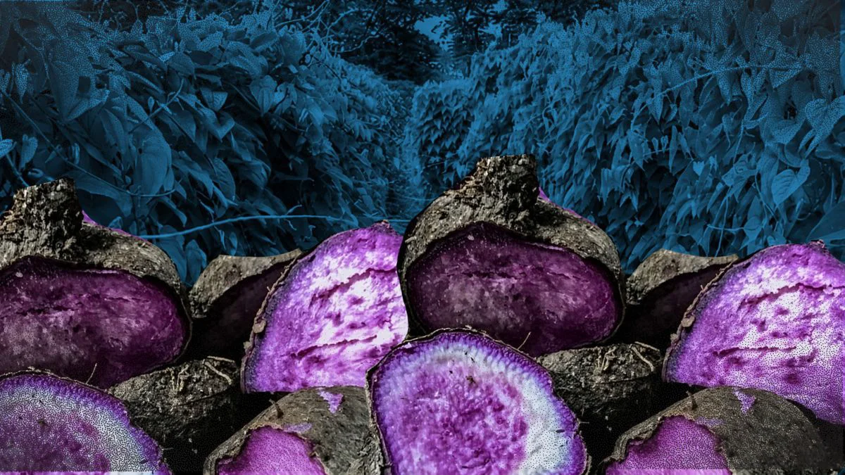 Ang Pandaigdigang Kasikatan ng Ube ay Nagbubunyag ng mga Hamon para sa mga Magsasakang Pilipino