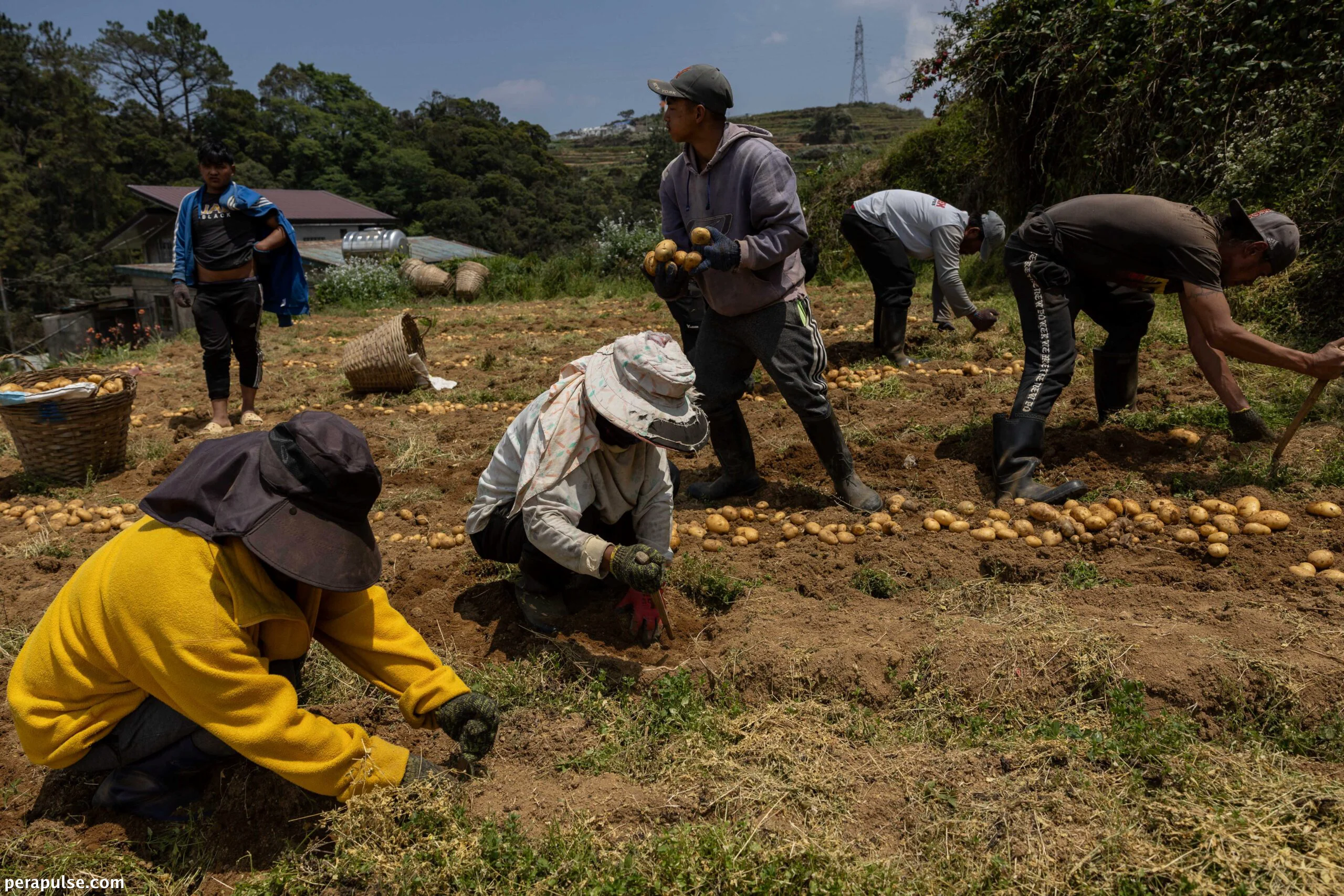 Unemployment Drops to 5.3% in August 2026, Driven by Agriculture Sector Growth