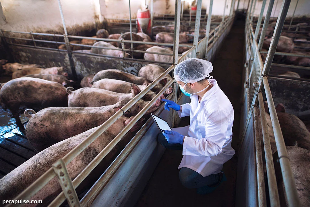 Naaprubahan ang ASF Vaccine ng Vietnam para sa Komersyal na Benta, Nagpapalakas ng Pagbangon ng Industriya ng Baboy