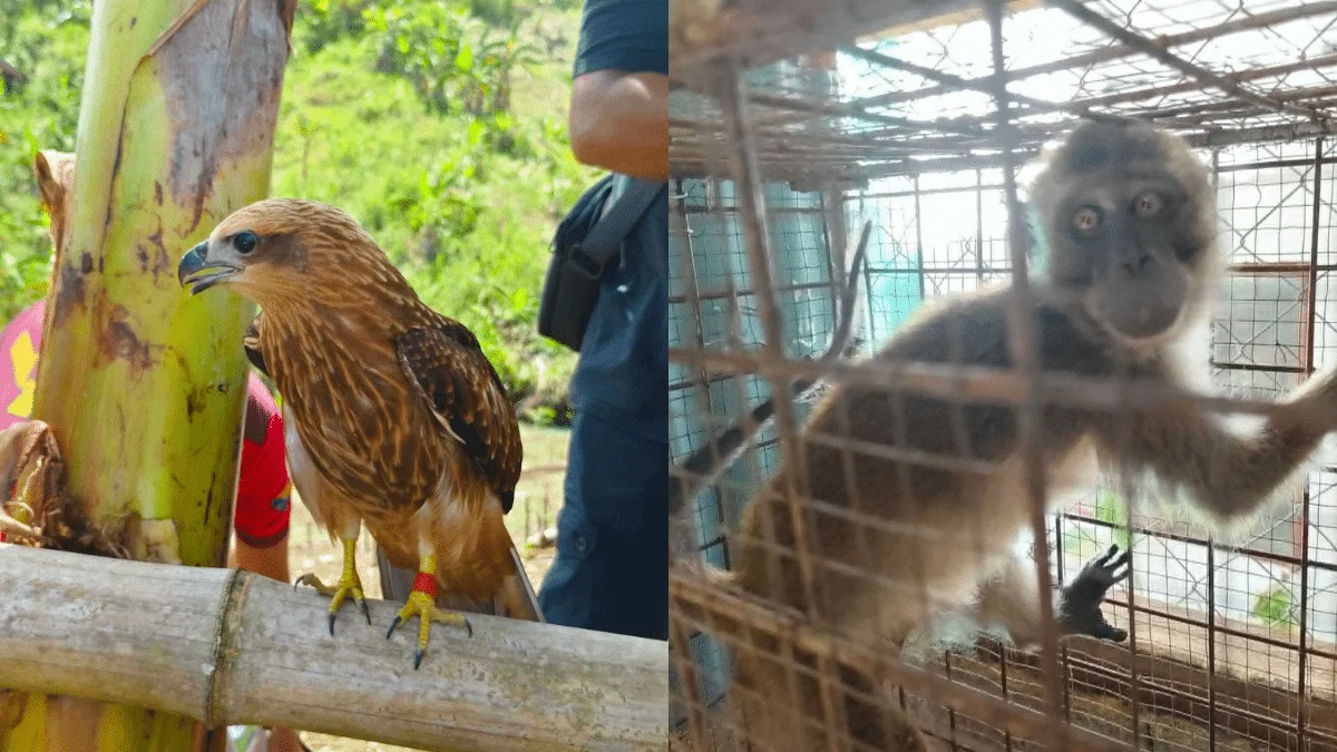 Pagsagip sa Wildlife: Batang Brahminy Kite at Macaque na Isinuko sa Zambo Norte