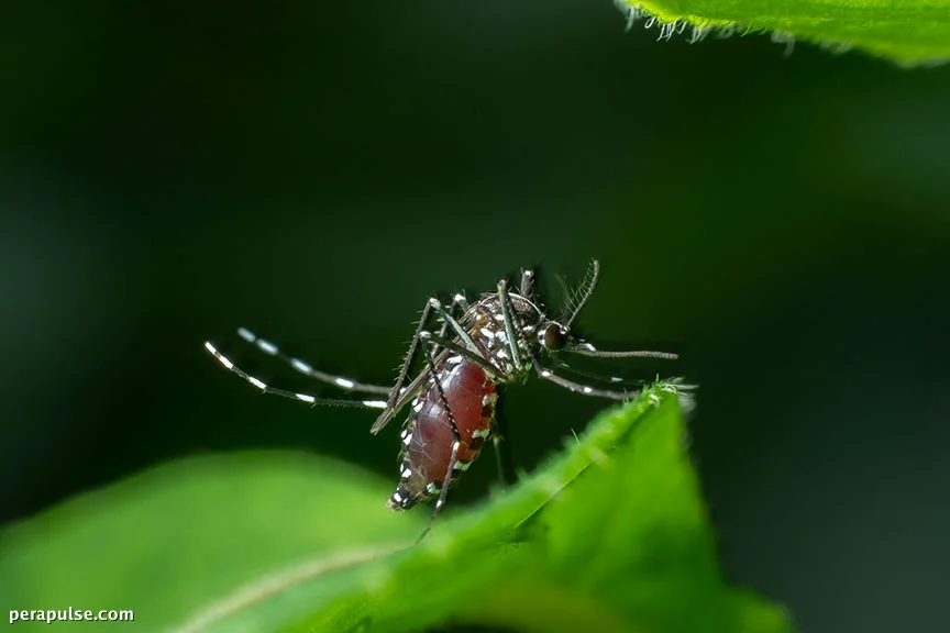 Tinawag ng Alkalde ng Zamboanga ang Karagdagang Fogging Machines sa Gitna ng Krisis sa Dengue